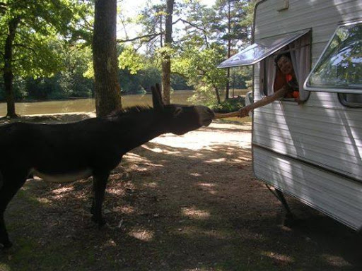 Photo de Camping Le Chazal - nature et tranquillité à Saint-Hilaire-Peyroux (19560)