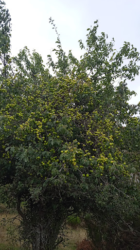 Reserva de la Biosfera de los valles de Omaña y Luna - Thumbnail