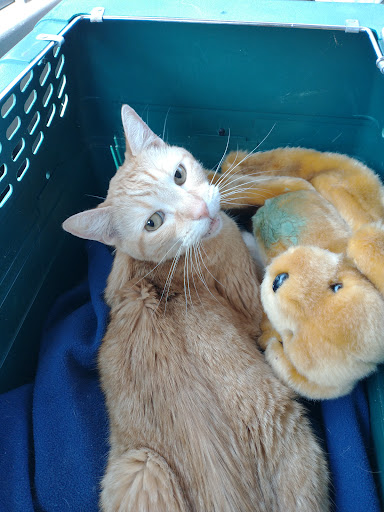 4 Paws Pet Clinic - Thumbnail