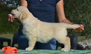 Photo n°12 de Du Petit Clos de Julia - Élevage Golden Retriever à Sainte-Livrade-sur-Lot (Éleveur de chiens)
