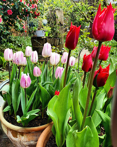 Koeman Flowerbulbs / Florablom - Thumbnail