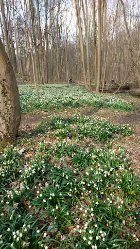 Märzenbecher-Wald - Visual