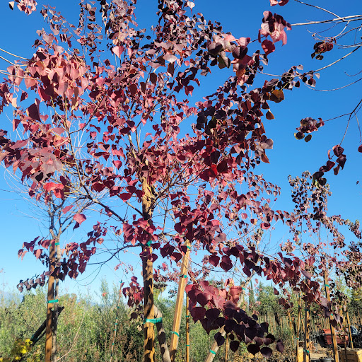 HI Desert Plant Nursery - Thumbnail