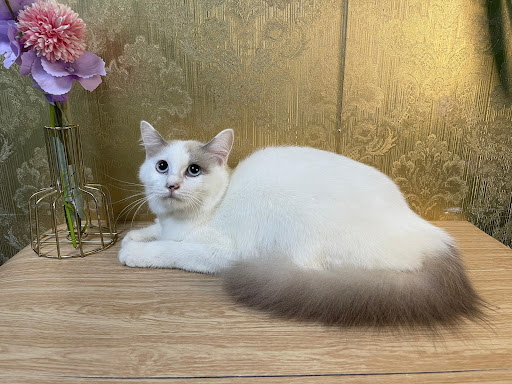 Ar cat spa & hotel Pasir pekan & wakaf bharu