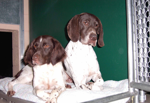 Krystal Creek Kennel Gallery - United States