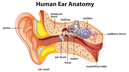 An ENT specialist can evaluate ear-related symptoms, identify the possible cause, and provide sui… post image