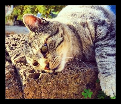 Oasi San Felice - Thumbnail