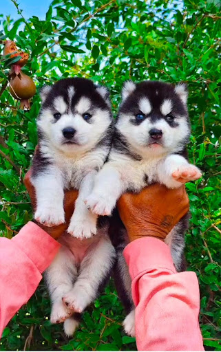 Blue eyes Super Wolly coat siberian husky puppies available in Lucknow... post image