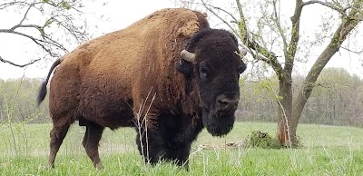 Native Hoofed Animal Enclosure