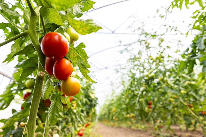 Aristocratis by null