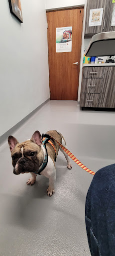 Centro De Salud Veterinario - Thumbnail