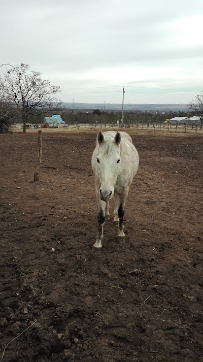 Photos of Galagonya Ridingfarm