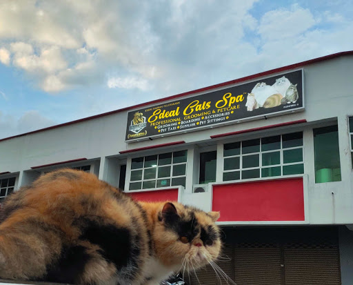 Edeal Cats Spa