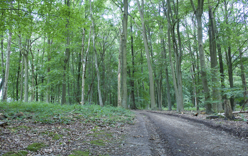 Old Hanging Wood - Thumbnail