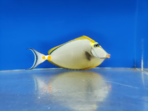 Neptune's Aquaria