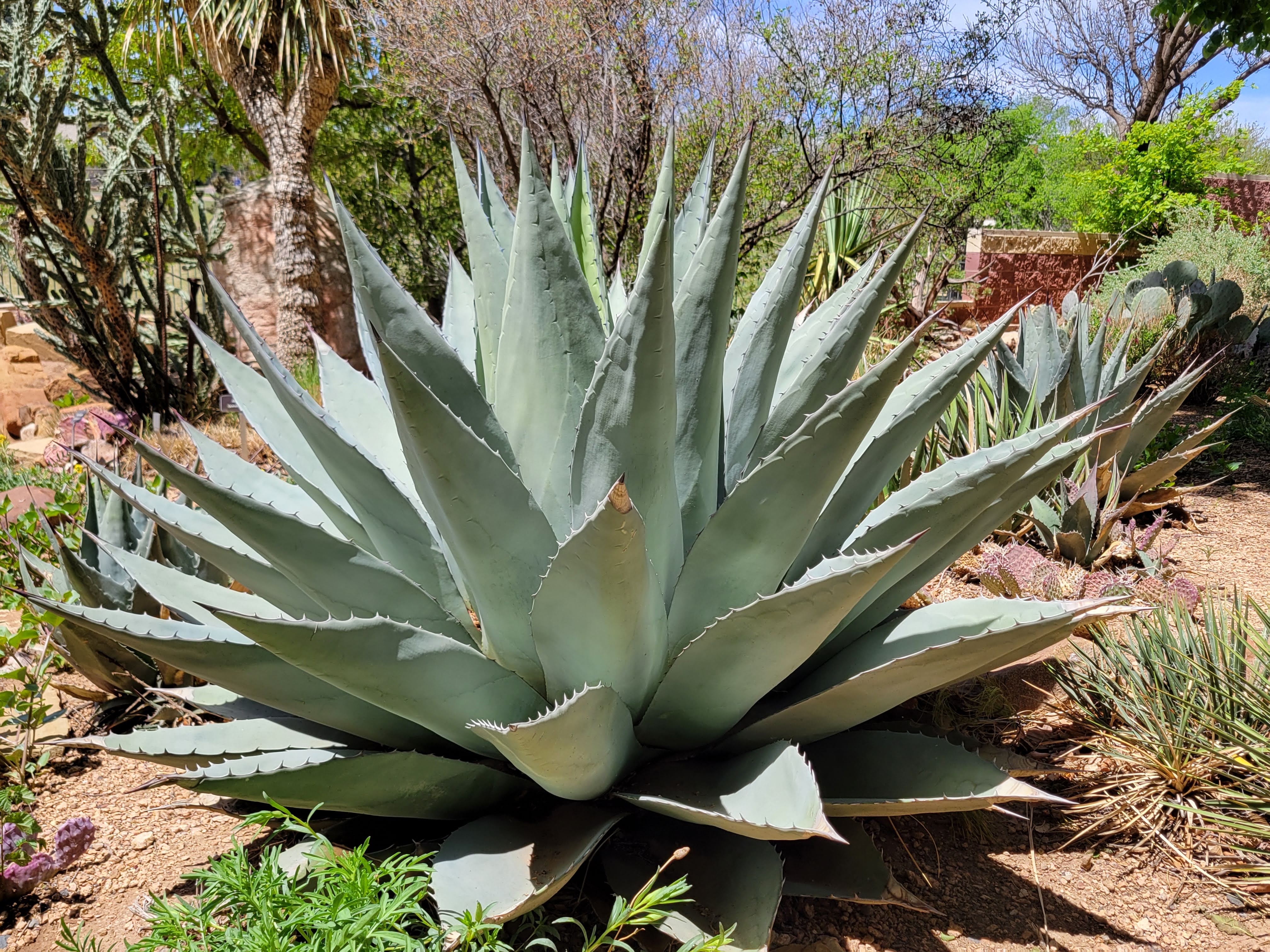 Amarillo Botanical Gardens