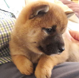 Photo n°6 de Clinique Vétérinaire Saint Martin à Pertuis (Pharmacie vétérinaire)