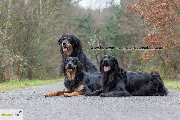 Hovawartzucht "von der Dünnebecke"