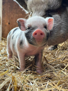 Tierschutzverein Sylt e.V. Tierheim Keitumer Landstraße 106, 25980 Sylt, Deutschland