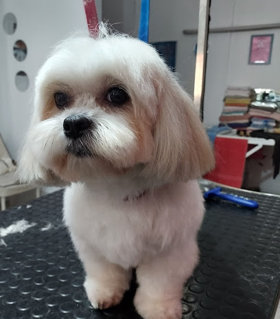 Amigo Peludo Peluquería Canina