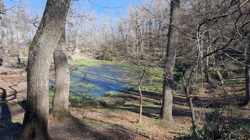 Stagno del bosco della Frasca - Thumbnail