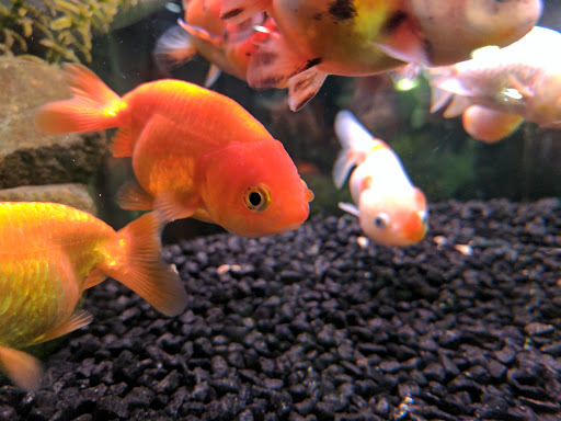 Ultimate Aquarium Inc - Thumbnail