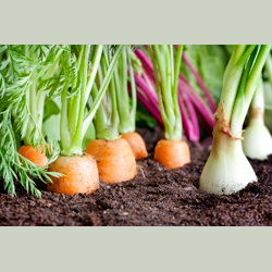 Hungry Gnome Gardenscapes photo
