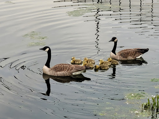 Ohio & Erie Canal Towpath Trail - Thumbnail