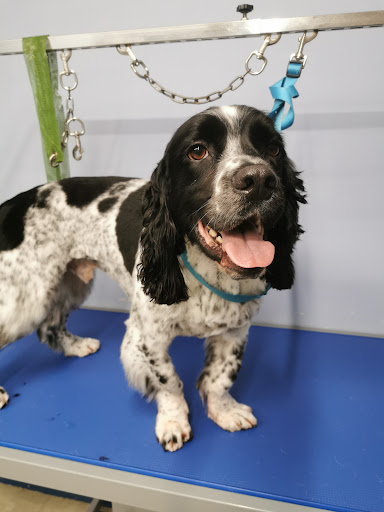 Ballywalter Dog Groomers - Thumbnail