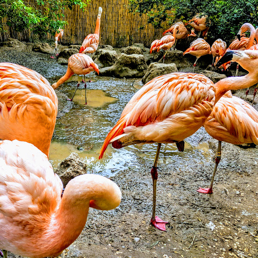 Idaho Falls Zoo at Tautphaus Park - Thumbnail
