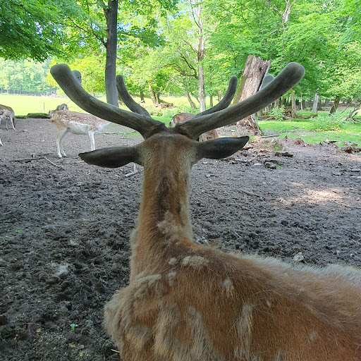 Zoo and garden Fasanerie - Thumbnail