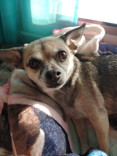 Boothbay Animal Hospital - Thumbnail
