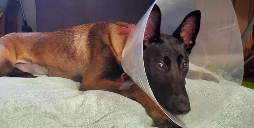 Walnut Village Pet Hospital - Thumbnail