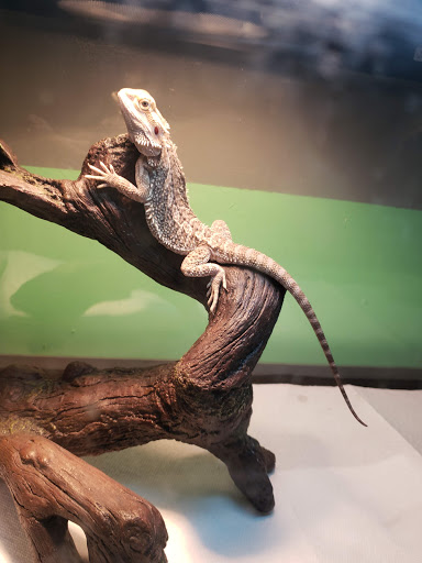 Fizards Aquatics & Exotics - Thumbnail