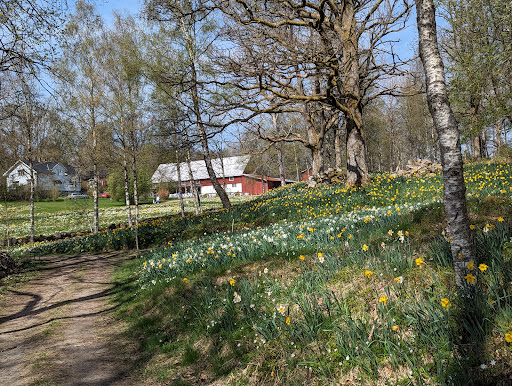 Fagerås påskliljor - Thumbnail
