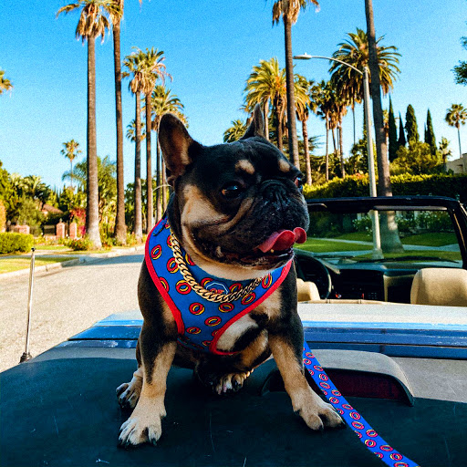 PetsandCo - Visual