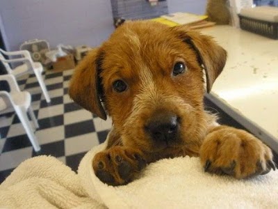 Love at First Sight! Puppy and Kitten Adoption Center