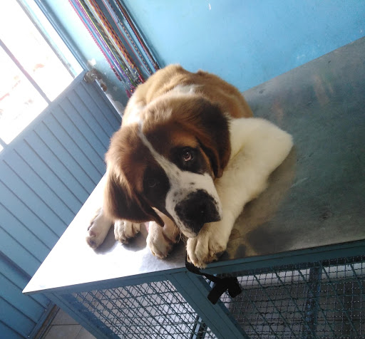 Clínica Veterinaria Doc & Dog