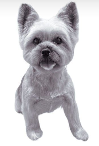 G Mobile Pet Spa - Thumbnail