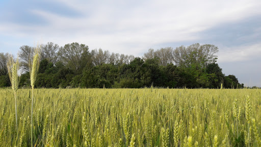 Riserva Naturale Fontanile Nuovo - Thumbnail