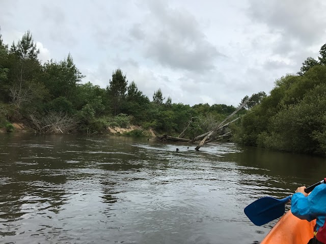 T sur Leyre - Descente de la Leyre en canoé