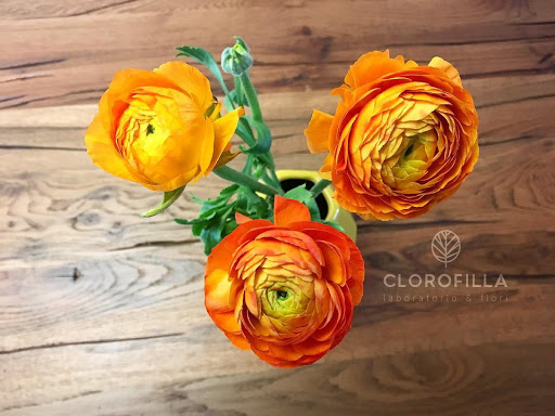 Clorofilla - Ortofrutta e fioreria - Thumbnail