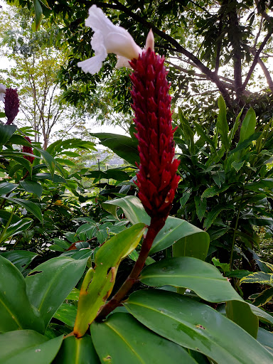 Therapeutic Garden @ Punggol Waterway Park - Thumbnail