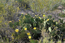 Mule Ears Spring Trail, Big Bend National Park, United States