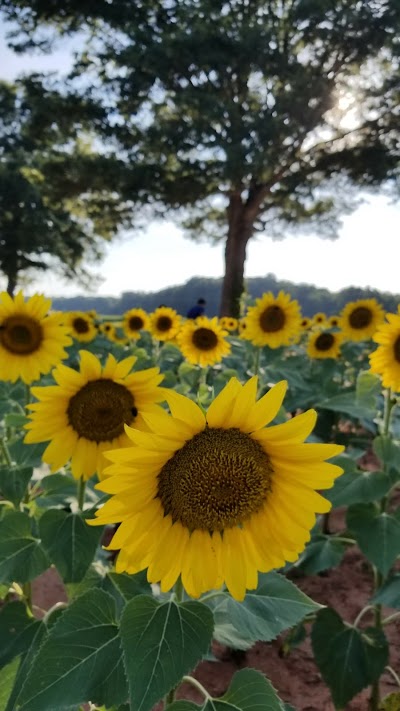 Cotton Hills Farm