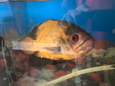 Photos of AQUA OGUZ
