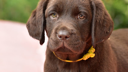 Allevamento labrador Val di Chioma