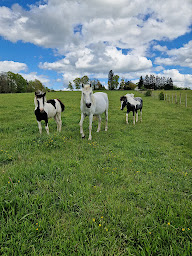 Photo n°14 de Elevage du Lak à Bussière-Galant (Centre équestre)