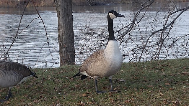 Rapides de Lachine