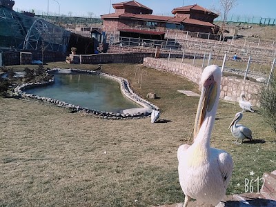 Photos of Qazvin Zoo